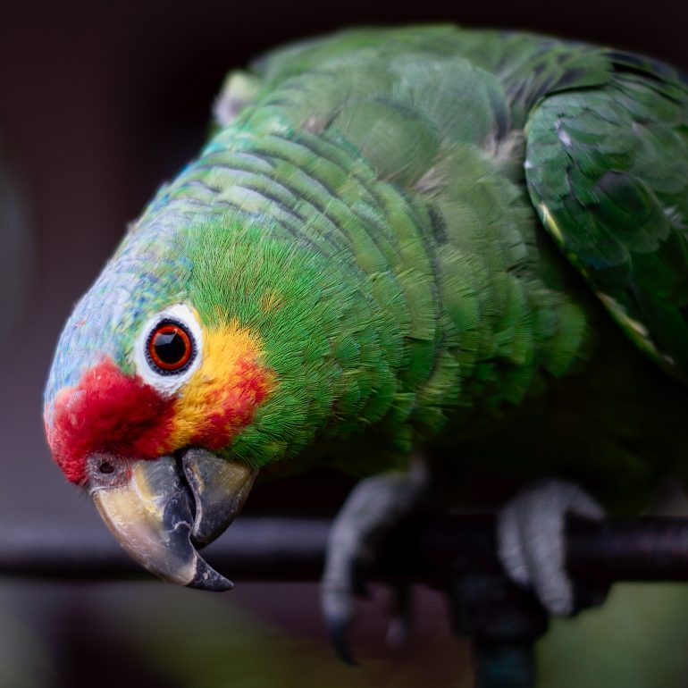 En chichicastenango 2011 (Guatemala)